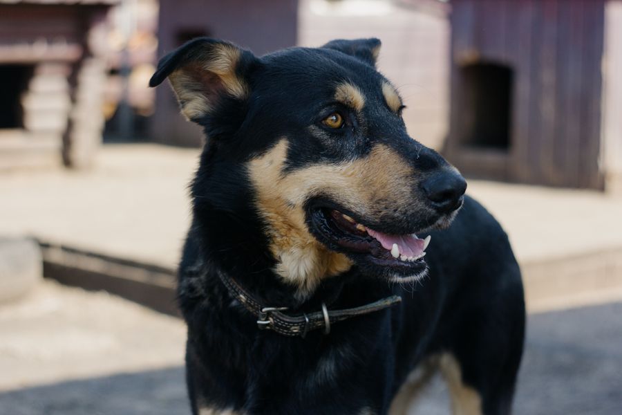 Cães brincando juntos na creche da Patas & Passos
