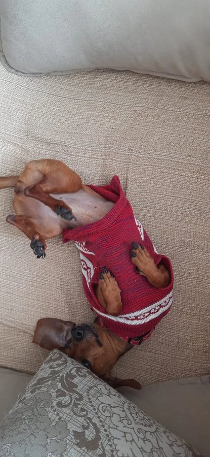 Panqueca descansando no sofá durante a creche residencial