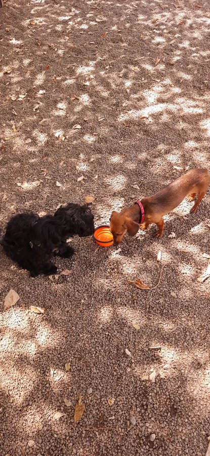 Panqueca socializando com outra cadela no parque de cachorros