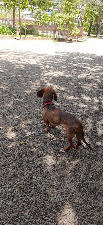 Panqueca explorando o parque de cachorros