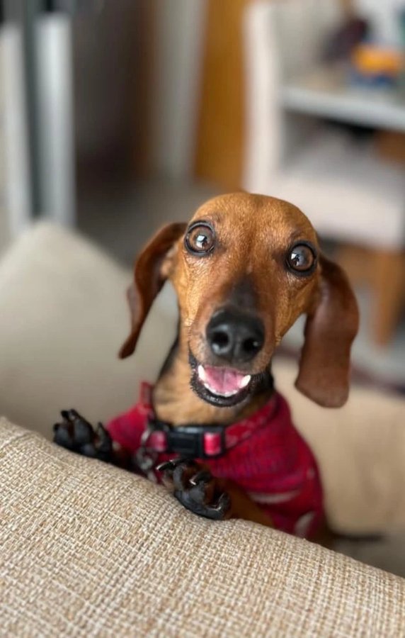 Panqueca sorrindo, bem à vontade na creche