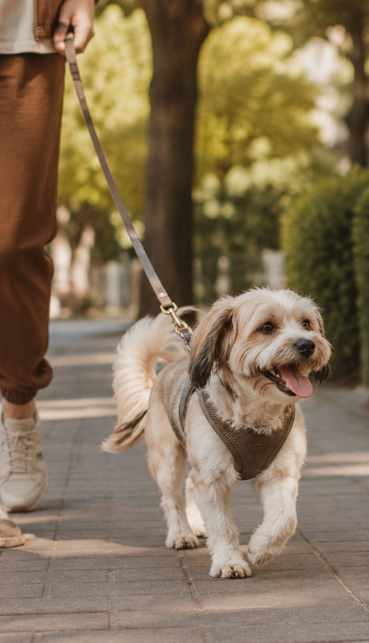 Tutor caminhando com o cão na coleira