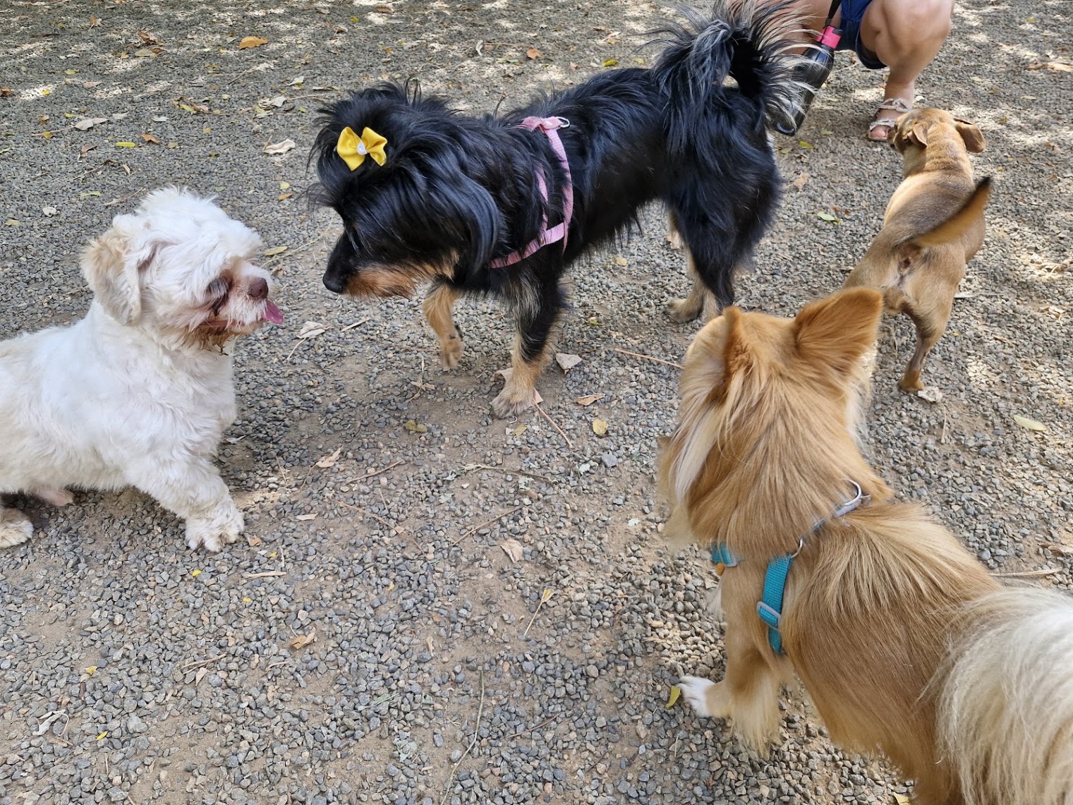 Cães se socializando em passeio em grupo — Patas & Passos